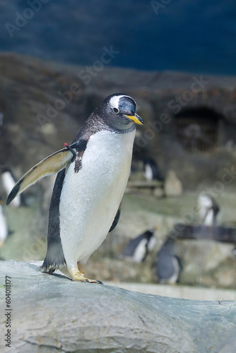 Gentoo penguin (pygoscelis papuea)