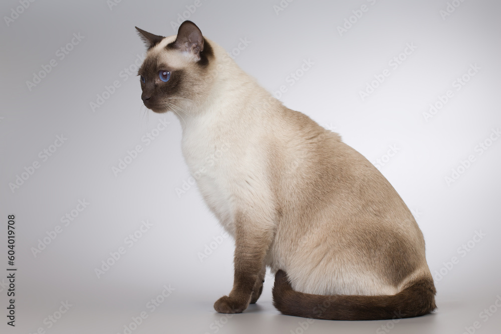 Nice adult male Thai cat posing on background in studio Nice adult male Thai cat posing on background in studio
