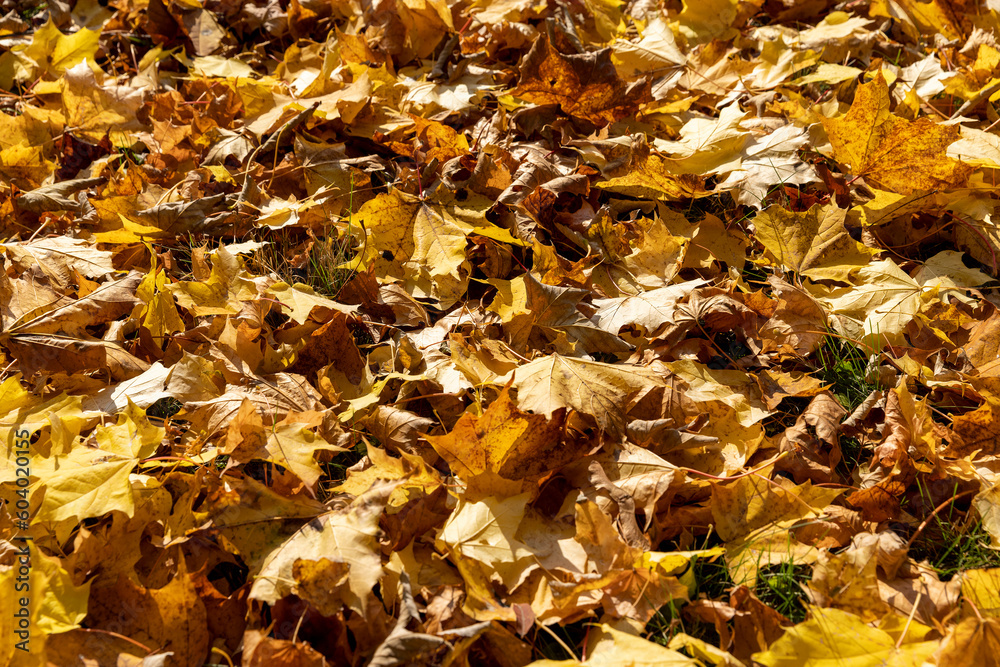 Orange maple foliage lies on the ground Orange maple foliage lies on the ground
