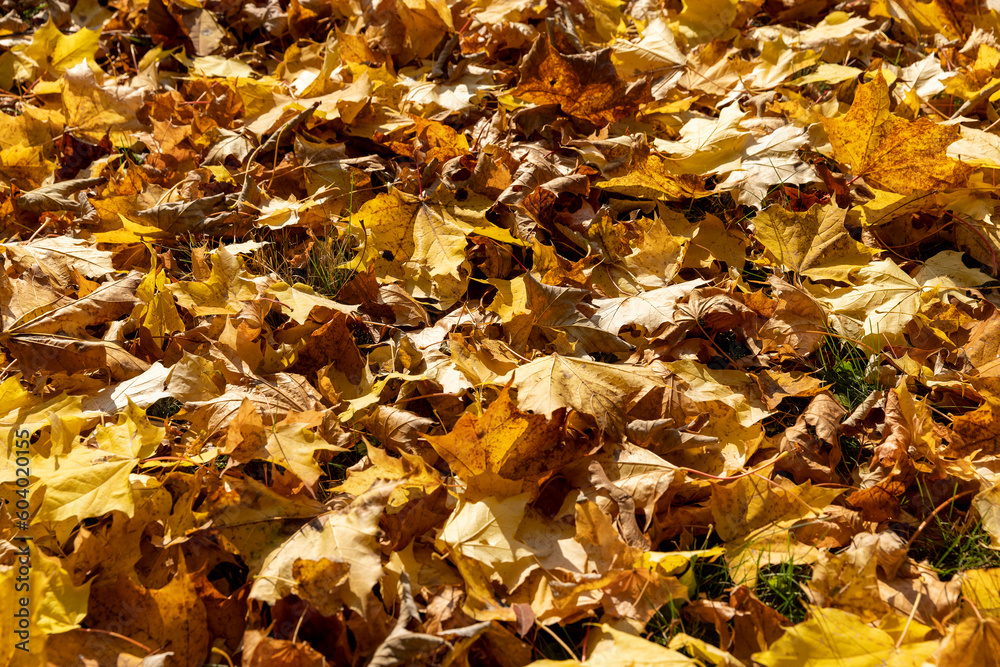 Orange maple foliage lies on the ground