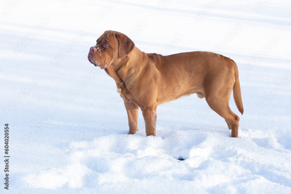 French mastiff walks in the fresh winter air. A large thoroughbred dog stands in the snow. Dog training with winter time
