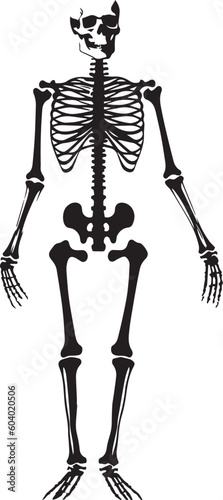 Human skeleton vector illustration, SVG