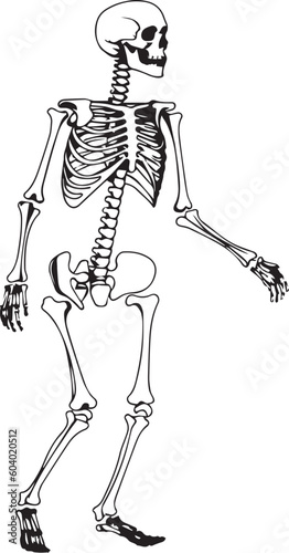 Human skeleton vector illustration, SVG