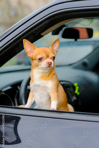 Red chihuahua dog looks out of the car window © Лариса Кузьменко