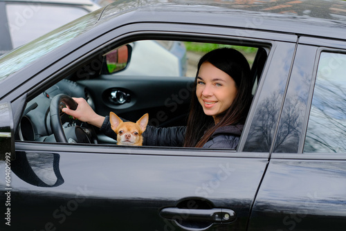 Red dog of the Chihuahua breed sits in the arms of the owner in the car © Лариса Кузьменко