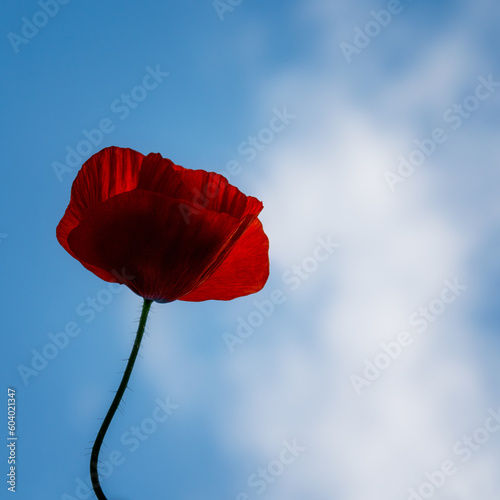 red poppy on blue sky