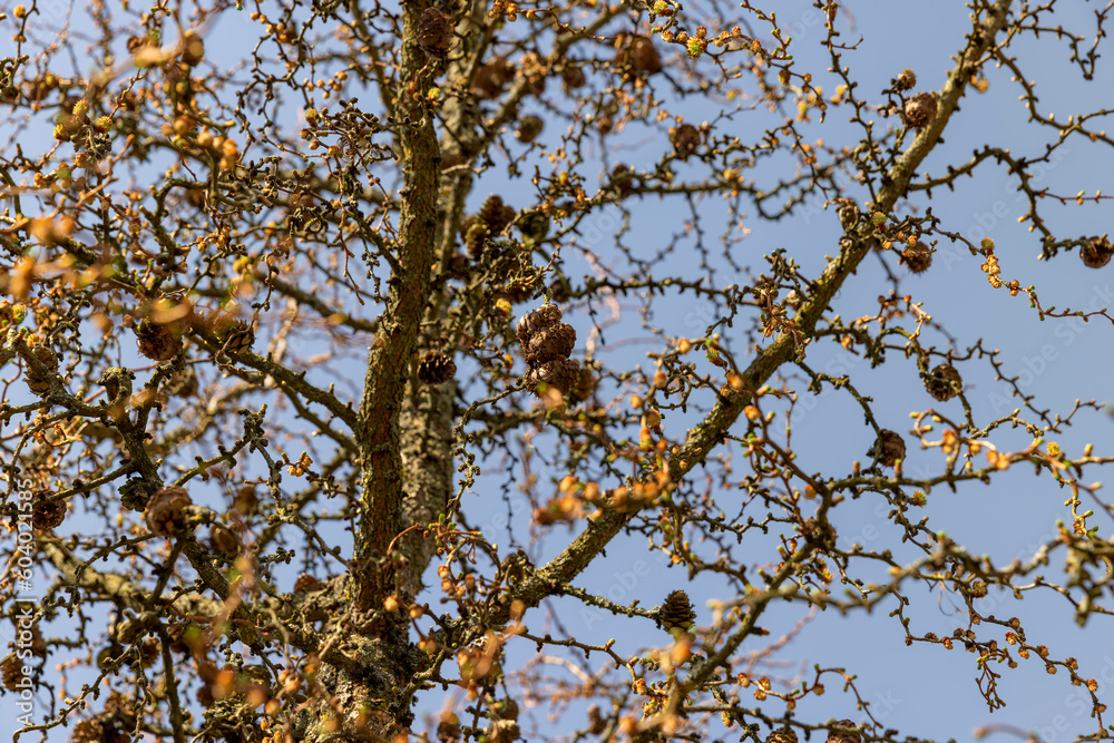 Fototapeta premium larch tree in sunny weather in early spring
