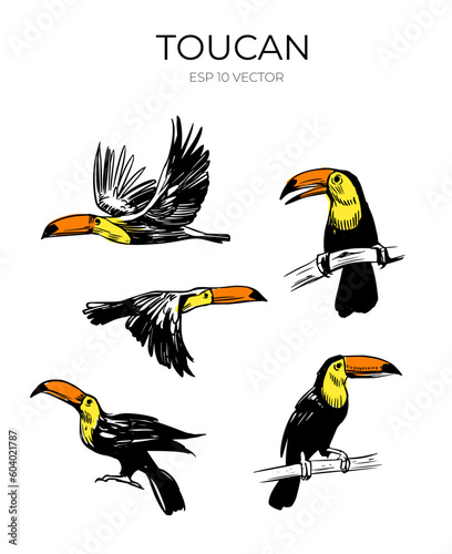 Toucan vector sketch illustration. Set of hand drawn tropical bird. Black outline, shape