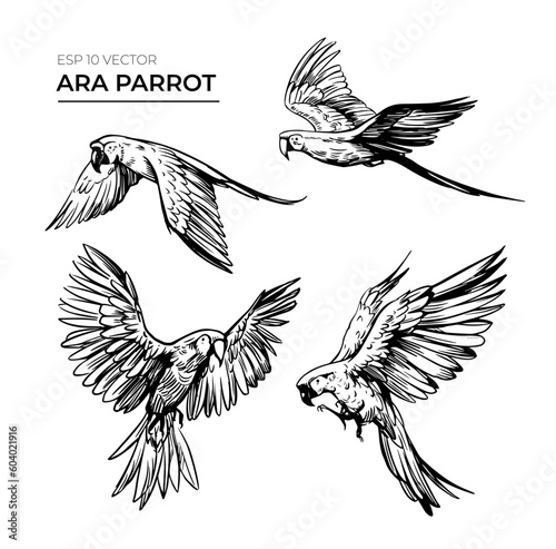 Ara parrot sketch. Vector illustration. Set of design elements isolated on transparent background