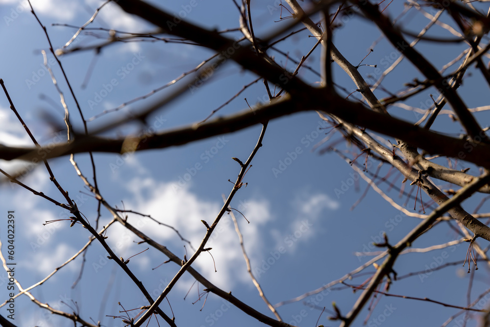 apple tree in sunny weather in early spring apple tree in sunny weather in early spring