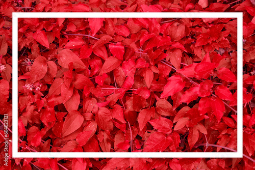Red  leaf texture White frame Leaf texture background	