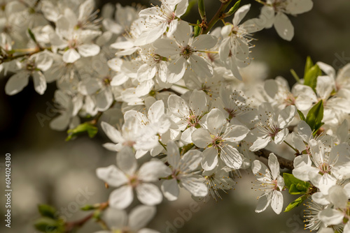 white cherry blossoms in the spring season, beautiful cherry
