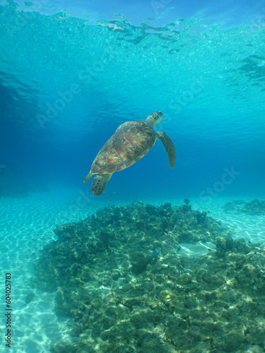 a beautiful green turtle in the crystal clear waters of the caribbean sea © gustavo