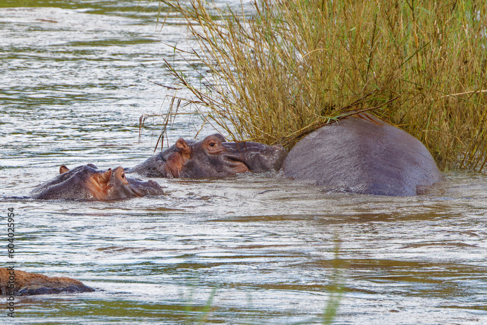 Hippopotamus in Kruger Park, South Africa Hippopotamus in Kruger Park, South Africa