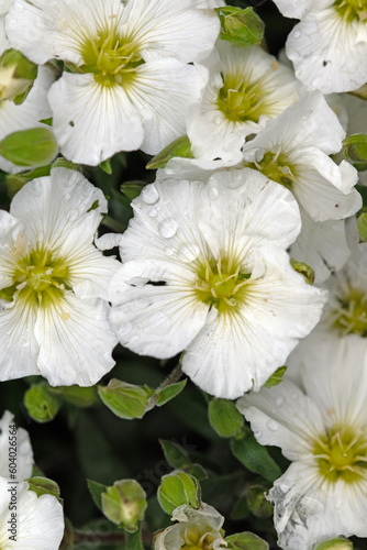 Mountain sandwort flower, Arenaria montana