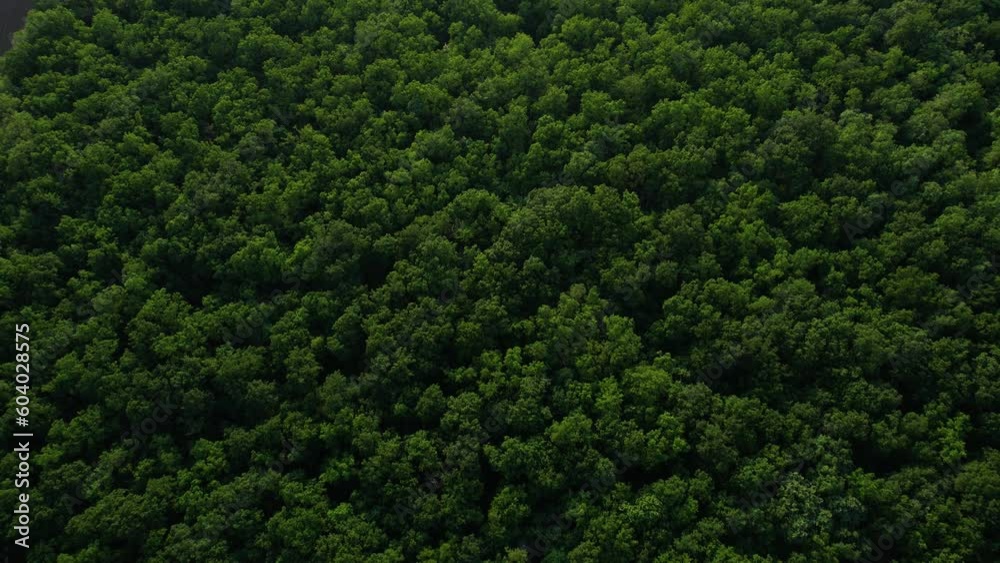 Green forest in summer with a view from above.Spring birch groves with beautiful texture.