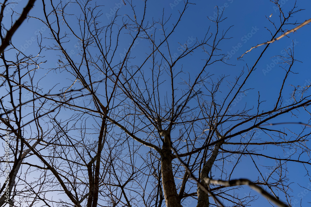 deciduous trees in sunny weather in early spring deciduous trees in sunny weather in early spring
