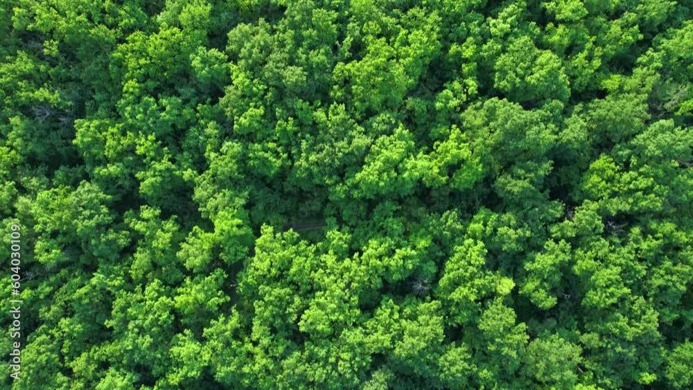 Green forest in summer with a view from above.Spring birch groves with beautiful texture. Green forest in summer with a view from above.Spring birch groves with beautiful texture.
