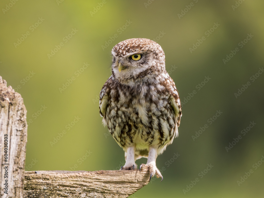 little owl portrait little owl portrait