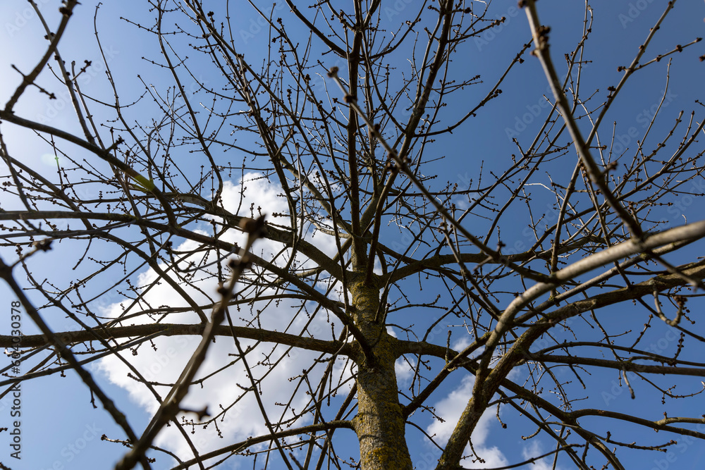 ash in sunny weather in early spring, a young ash tree ash in sunny weather in early spring, a young ash tree
