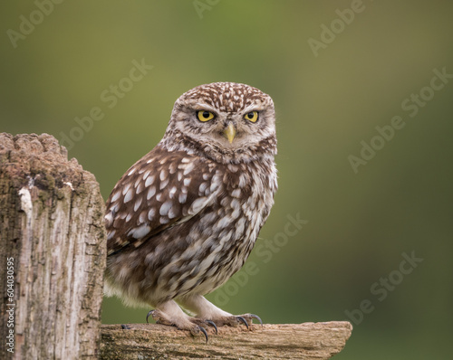little owl portrait