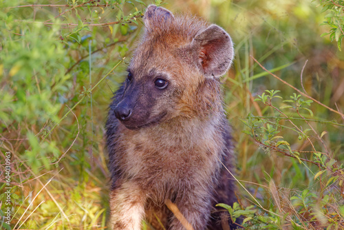 Hyenas in Kruger Park, South Africa photo