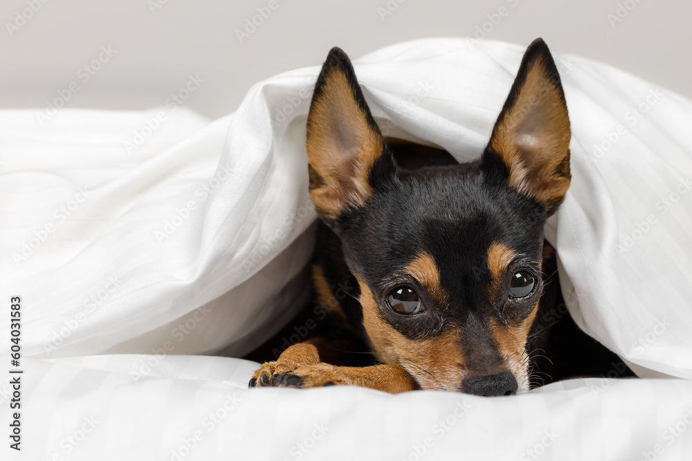 Pamper dog in bed. Prague Ratter(Prazsky krysarik) sleeps in a white bed.