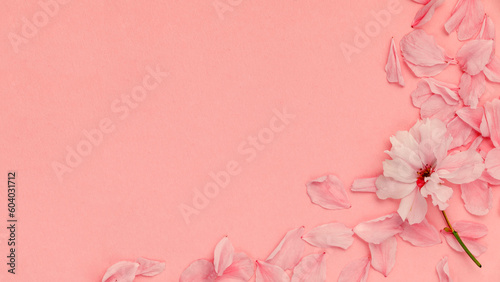 Japanese natural pink cherry blossom and petals isolated on Pastel pink background, spring photo, bloom delicate flowers Springtime concept Сакура  Japan Sakura copy space branch blooming