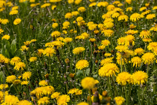 yellow blooming dandelions in the spring season