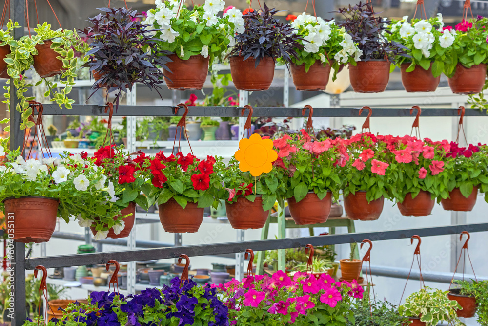 Obraz premium Hanging Flower Pots