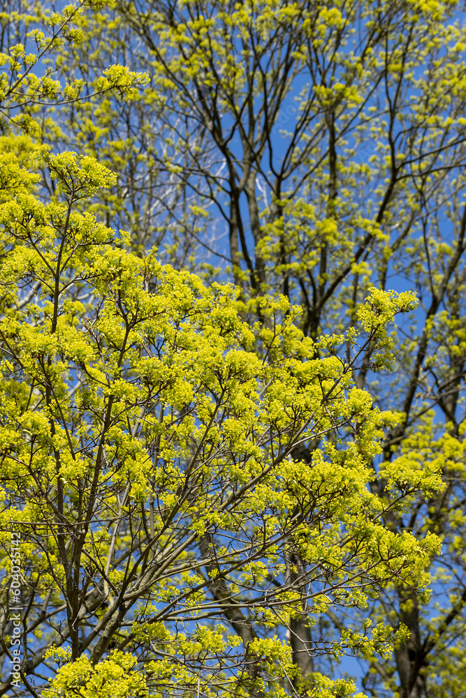 long maple flowers in the spring season, beautiful maple long maple flowers in the spring season, beautiful maple