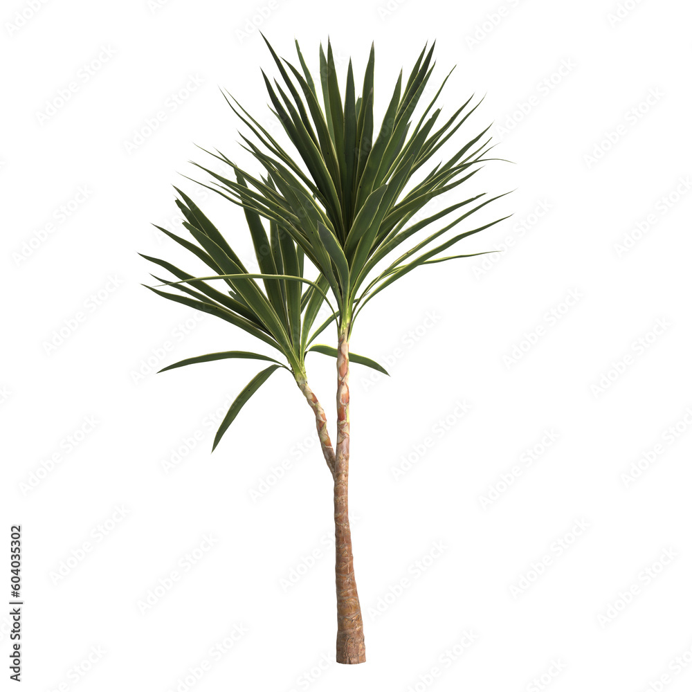 3d illustration of yucca plant isolated on transparent background
