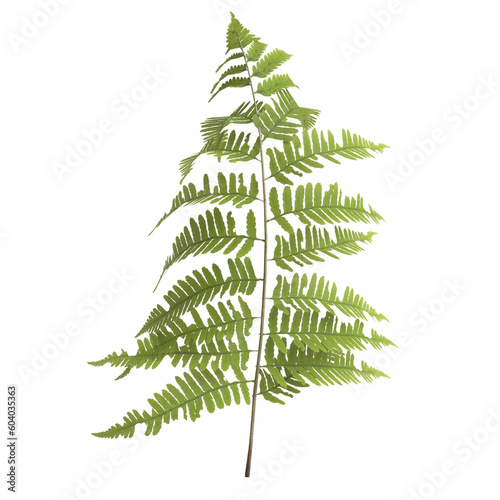 3d illustration of fern leaf isolated on transparent background