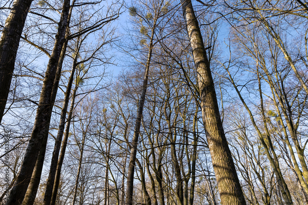 Fototapeta premium Bare trees in early spring in sunny clear weather