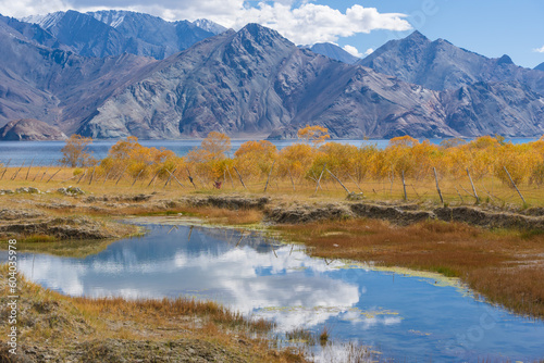 the grasslands withered in autumn  the mountains behind  the blue sky at Ladakh  India