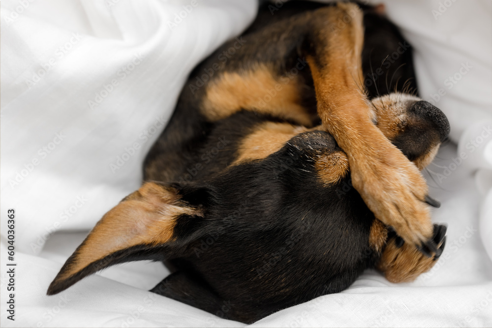 Pamper dog in bed. Prague Ratter (Prazsky krysarik) sleeps in a white bed. Pamper dog in bed. Prague Ratter (Prazsky krysarik) sleeps in a white bed.