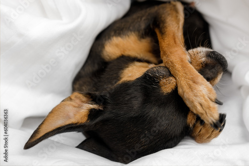Pamper dog in bed. Prague Ratter (Prazsky krysarik) sleeps in a white bed.