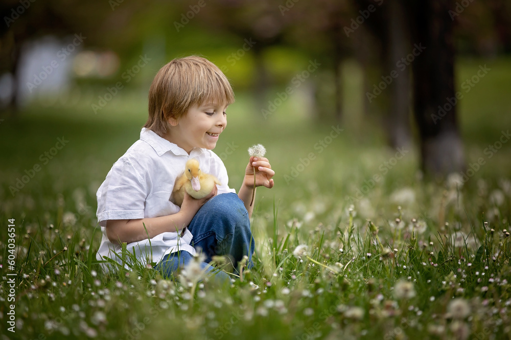 Beautiful preschool boy, playing in the park with little ducks and blowing dandelions Beautiful preschool boy, playing in the park with little ducks and blowing dandelions