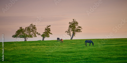Three horses grazing on top of a hill with trees.