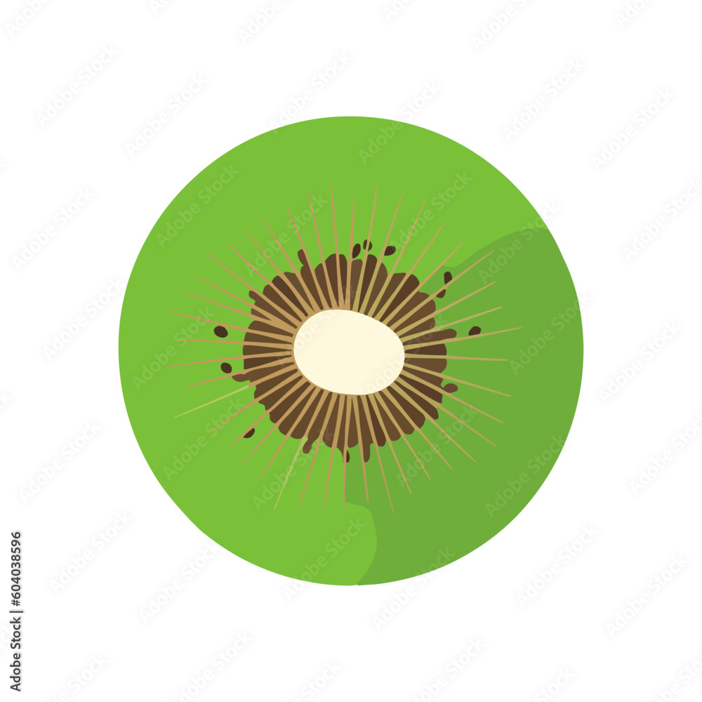 kiwi fruit on a white background vector kiwi fruit on a white background vector