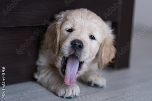 golden retriever puppy yawns very sweetly