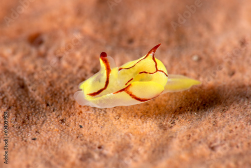 A tiny sea animal - sea slug - Siphopteron sp. Underwater macro life of Tulamben, Bali, Indonesia. photo