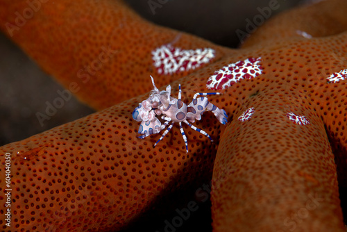 Harlequin shrimp. Eating, feeding starfish. Underwater macro photography. Tulamben, Bali, Indonesia. 