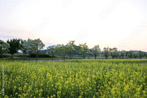 Panoramic view of park near residential neighborhoods. Beautiful green field,tree and wild flower on the early spring morning.
