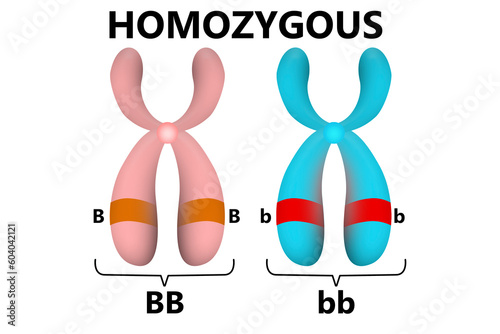 Homozygous parent gene in chromosomes photo