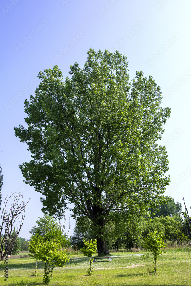 Fototapeta premium Beautiful green leaves and tree in a park, green colors and summer landscape background blue sky.