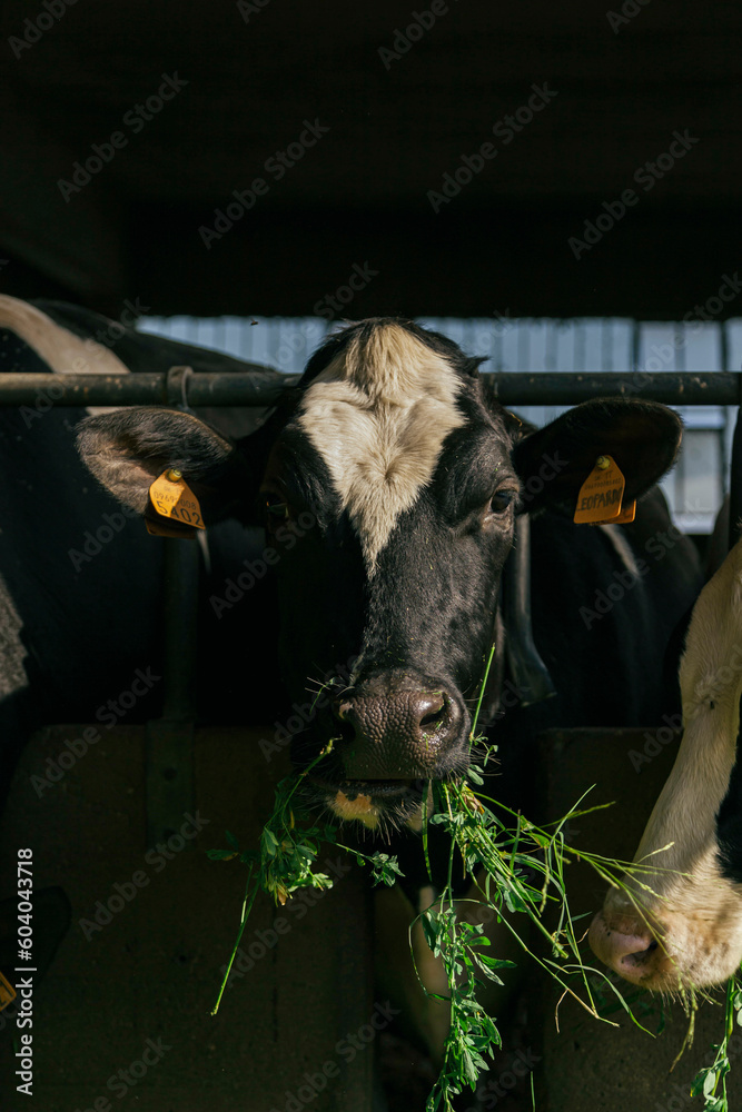 Fototapeta premium farmers