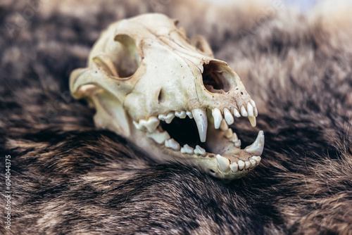 Wolf skull on its own fur for purposes of educational exhibition © Mediteraneo