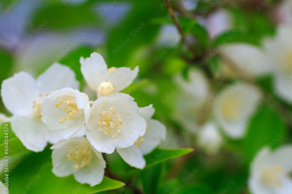 Fototapeta premium Mock oranges. Latin Philadélphus. Gartenjasmin.Philadelphus