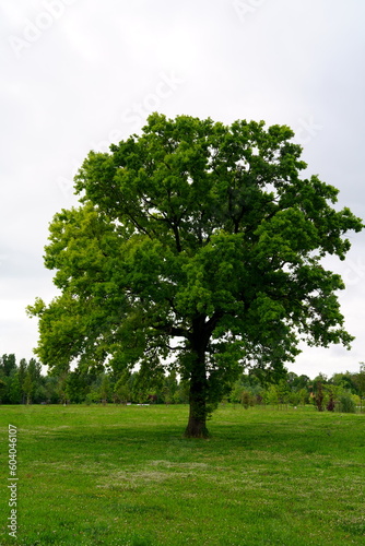 Oak tree or Quercus (Italian tree)